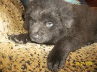 BLUE ANGEL, a female Chow Chow for sale in Middleburg, FL – 1 of 5