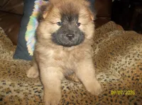 MARIAH, a female Chow Chow for sale in Middleburg, FL – 2 of 4