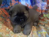 NALA, a female Chow Chow for sale in Middleburg, FL – 4 of 5