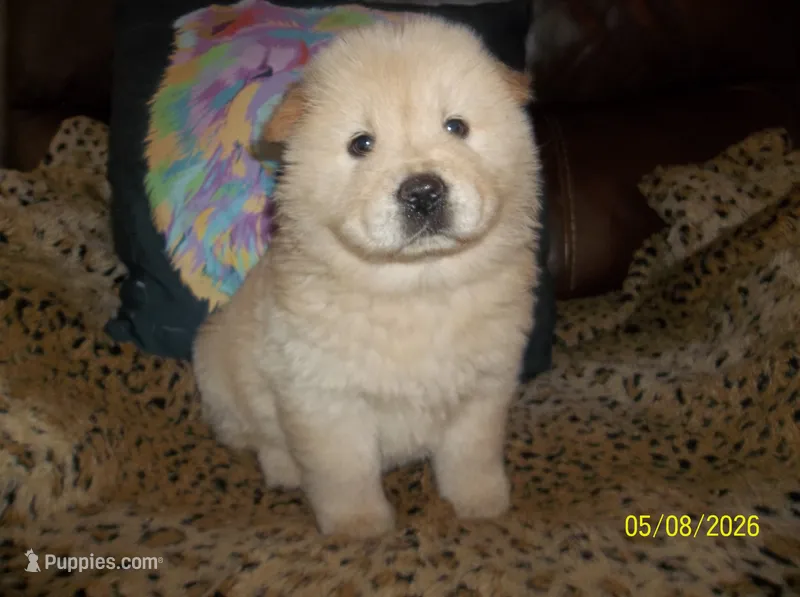 SNOW WHITE – Chow Chow puppy for sale in Middleburg, FL