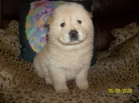 SNOW WHITE, a female Chow Chow for sale in Middleburg, FL – 1 of 3