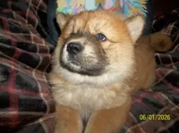 CHAYANNE, a female Chow Chow for sale in Middleburg, FL – 2 of 6
