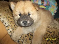 POOH BEAR, a male Chow Chow for sale in Middleburg, FL – 3 of 4