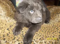 BLUE ANGEL, a female Chow Chow for sale in Middleburg, FL – 5 of 5