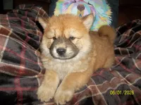 CHAYANNE, a female Chow Chow for sale in Middleburg, FL – 5 of 6