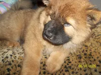 NALA, a female Chow Chow for sale in Middleburg, FL – 3 of 5