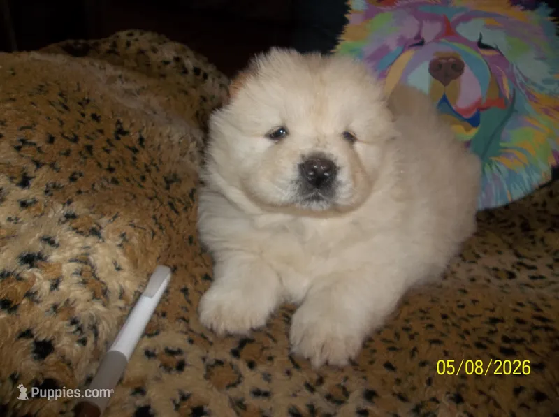 FROSTY – Chow Chow puppy for sale in Middleburg, FL