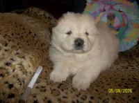 FROSTY, a male Chow Chow for sale in Middleburg, FL – 1 of 4