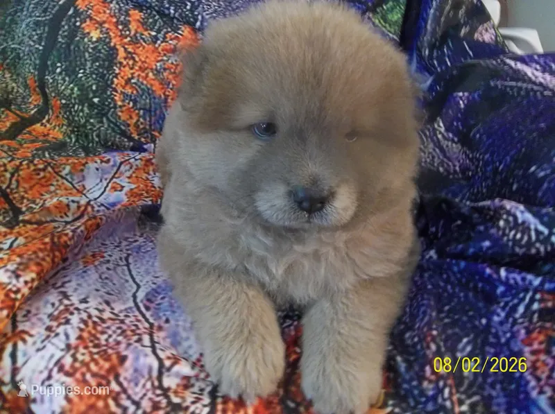 SUSHI – Chow Chow puppy for sale in Middleburg, FL