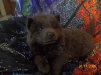 STORMY BLUE, a female Chow Chow for sale in Middleburg, FL – 3 of 4
