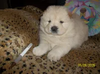 FROSTY, a male Chow Chow for sale in Middleburg, FL – 2 of 4