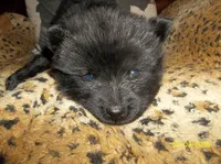 RAVEN, a female Chow Chow for sale in Middleburg, FL – 3 of 4