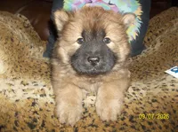 MYA, a female Chow Chow for sale in Middleburg, FL – 2 of 5