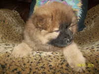 MARIAH, a female Chow Chow for sale in Middleburg, FL – 3 of 4