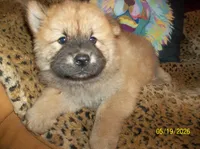 POOH BEAR, a male Chow Chow for sale in Middleburg, FL – 2 of 4