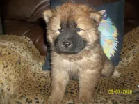 MYA, a female Chow Chow for sale in Middleburg, FL – 3 of 5