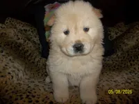 SNOW WHITE, a female Chow Chow for sale in Middleburg, FL – 3 of 3