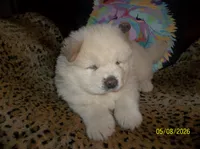 AVALANCHE, a male Chow Chow for sale in Middleburg, FL – 4 of 4