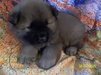 NALA, a female Chow Chow for sale in Middleburg, FL – 3 of 5