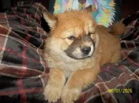 CHAYANNE, a female Chow Chow for sale in Middleburg, FL – 6 of 6