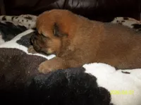 NALA, a female Chow Chow for sale in Middleburg, FL – Photo 4 of 6