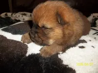 NALA, a female Chow Chow for sale in Middleburg, FL – Photo 5 of 6