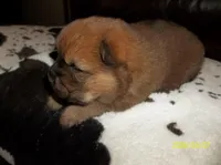 NALA, a female Chow Chow for sale in Middleburg, FL – Photo 2 of 6