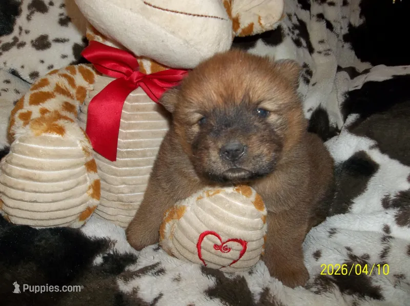 NALA – Chow Chow puppy for sale in Middleburg, FL