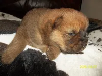 NALA, a female Chow Chow for sale in Middleburg, FL – Photo 3 of 6