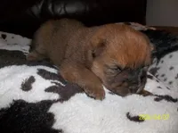 NALA, a female Chow Chow for sale in Middleburg, FL – Photo 6 of 6