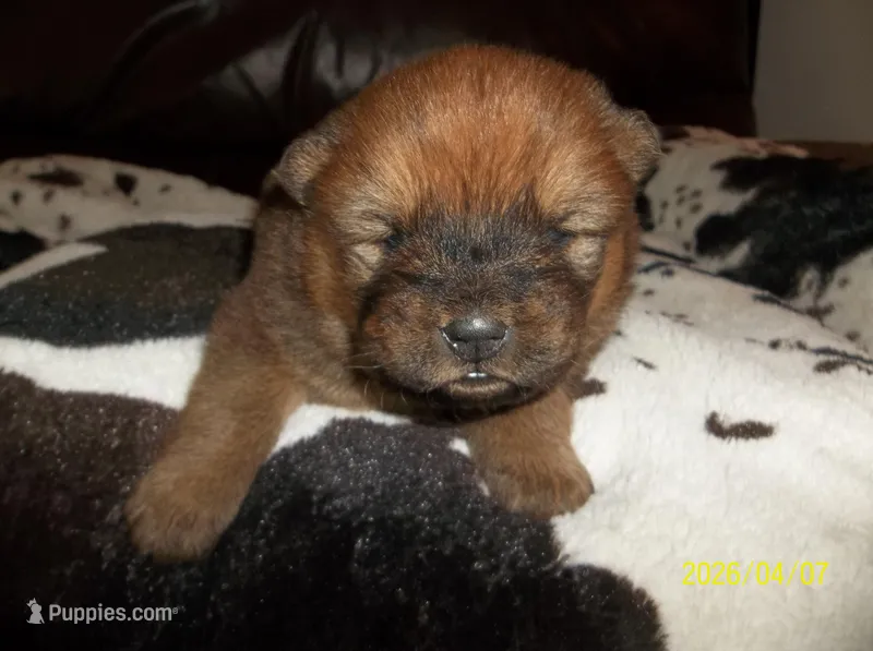NALA – Chow Chow puppy for sale in Middleburg, FL