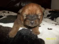 NALA, a female Chow Chow for sale in Middleburg, FL – Photo 1 of 6