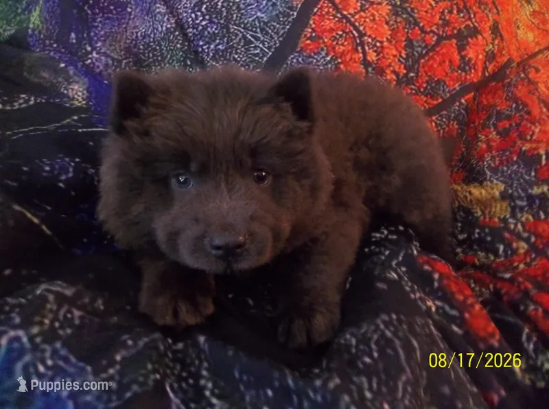 MISTY BLUE – Chow Chow puppy for sale in Middleburg, FL