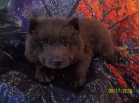 MISTY BLUE, a female Chow Chow for sale in Middleburg, FL – 1 of 3