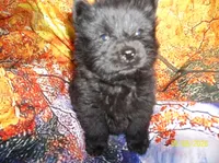 RAVEN, a female Chow Chow for sale in Middleburg, FL – 2 of 4