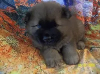 NALA, a female Chow Chow for sale in Middleburg, FL – 2 of 5