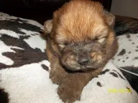 SUSHI, a female Chow Chow for sale in Middleburg, FL – Photo 4 of 5