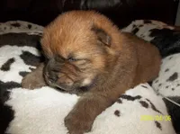 SUSHI, a female Chow Chow for sale in Middleburg, FL – Photo 3 of 5