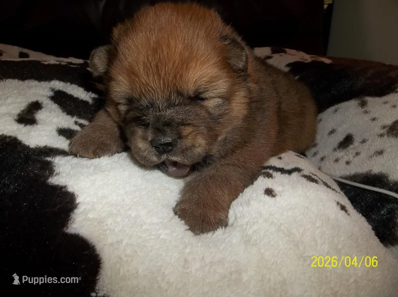 SUSHI – Chow Chow puppy for sale in Middleburg, FL