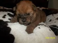 SUSHI, a female Chow Chow for sale in Middleburg, FL – Photo 1 of 5