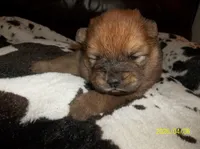 SUSHI, a female Chow Chow for sale in Middleburg, FL – Photo 2 of 5