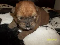 SUSHI, a female Chow Chow for sale in Middleburg, FL – Photo 5 of 5