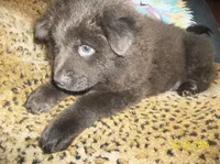 BLUE ANGEL, a female Chow Chow for sale in Middleburg, FL – 4 of 5