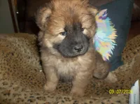 MYA, a female Chow Chow for sale in Middleburg, FL – 4 of 5