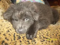 BLUE ANGEL, a female Chow Chow for sale in Middleburg, FL – 2 of 5