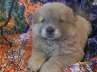 SUSHI, a female Chow Chow for sale in Middleburg, FL – 4 of 5