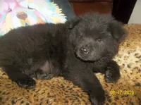 BLACK JACK, a male Chow Chow for sale in Middleburg, FL – 3 of 3