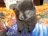 EBONY, a female Chow Chow for sale in Middleburg, FL – 3 of 3