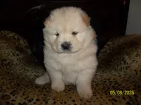 FROSTY, a male Chow Chow for sale in Middleburg, FL – 4 of 4