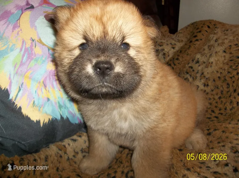 SIMBA – Chow Chow puppy for sale in Middleburg, FL